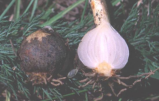 Camas bulbs or roots that were a staple in the Nez Perce diet