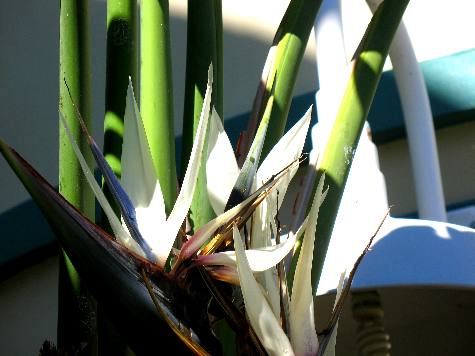 Giant White Bird of Paradise plants are a showy plant