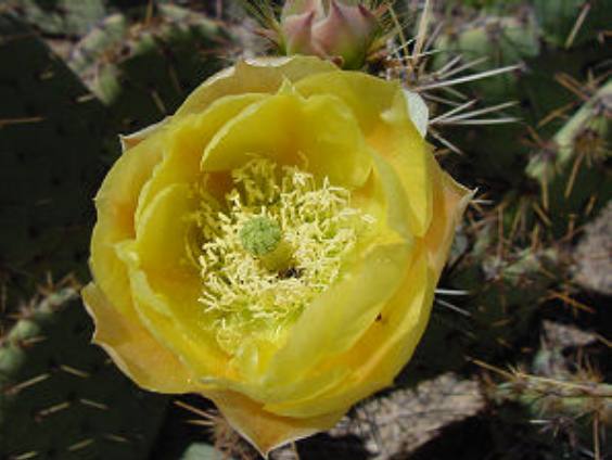 Yellow Prickly Pear Cactus bloom