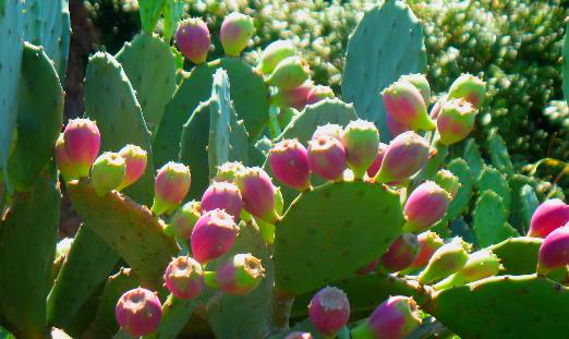 Prickly pear cactus pears or fruit