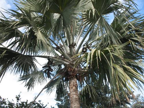 Nice silver Bismarck palm in Key West city park