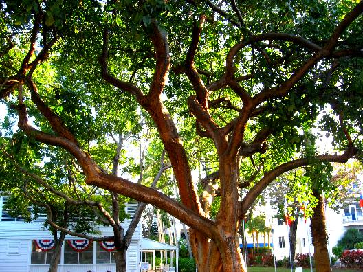 Tourist tree or Gumbo-limbo tree