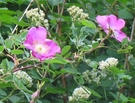 Wild Roses along Forest Service road to Hells Canyon Overlook: Riggins, Idaho