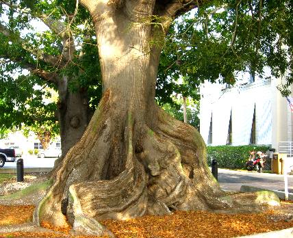 Silk Cotton or Kapok Tree