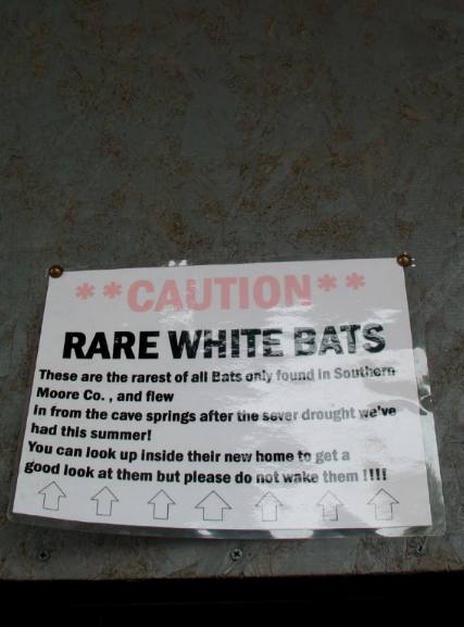 Rare White Bats in Lynchburg, Tennessee near the Jack Daniels, Distillery