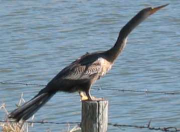 Anhinga
