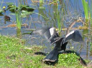 anhinga