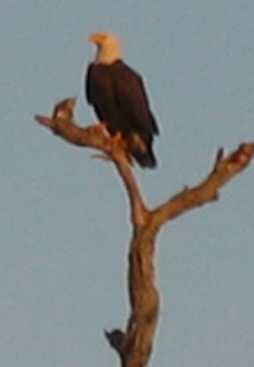 bald eagle