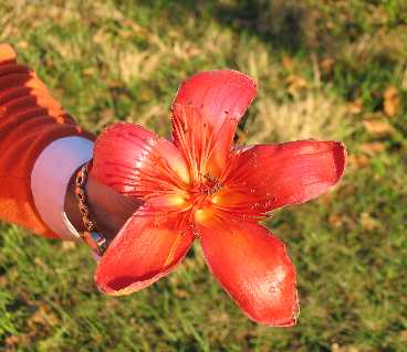 red silk floss tree bloom