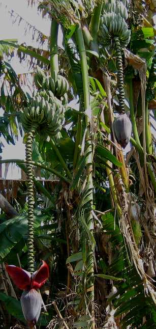 Banannas growing in Central Florida