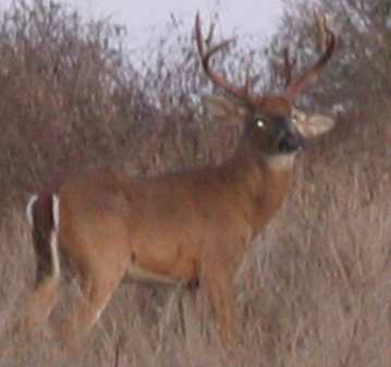 Nice buck in Lake Louisa State Park on US-27 south of Clermont, Florida