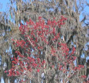 Swamp maple trees budding out in Lake Louisa State Park near Clermont, Florida