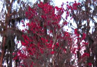 Swamp maple trees budding out in Lake Louisa State Park near Clermont, Florida