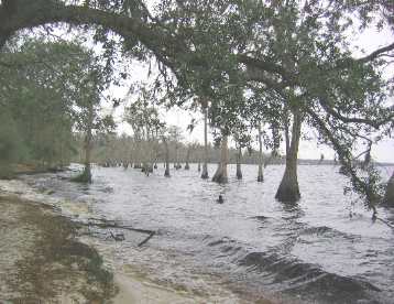 Cypress trees lining the shore of Lake Louisa in Lake Louisa State Park