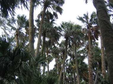 Mount Dora City Park on Palm Island