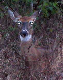 Doe near Lake Louisa in Lake Louisa State Park