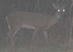 Deer in the dim light of early evening