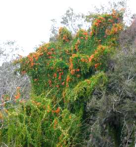 Flame vine starting to bloom on an old property that has been abandoned