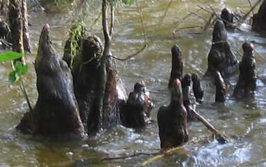 Cypress knees along the shore of Lake Dora in Central Florida