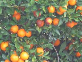 Wild orange tree in Lake Louisa State Park