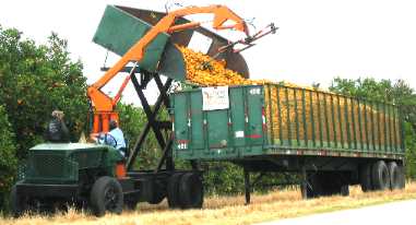 Dumping a load of citrus into the waiting 18-wheeler trailer situated on the edge of the grove 