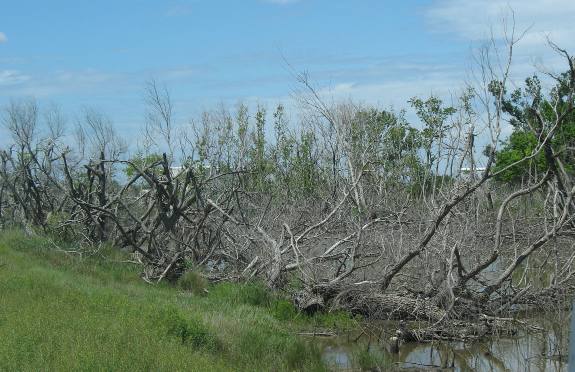 Hurrican Rita damage