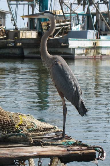 Great Blue Heron