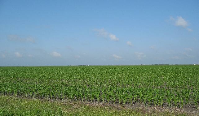Between Refugio and Rockport is a flat coastal plain planted in corn