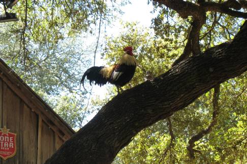 Luckenbach roosters