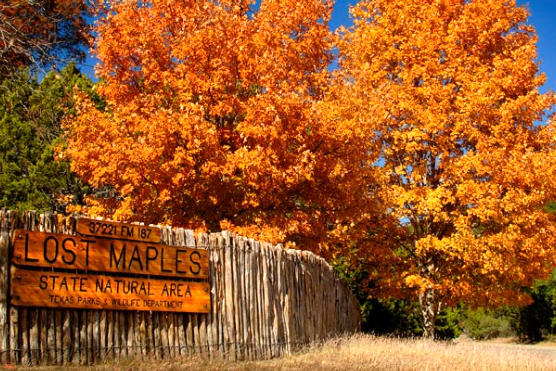 Lost Maples State Natural Area is north of Vanderpool