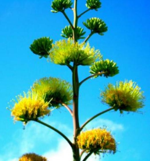 Agave bloom high atop that bloom stalk