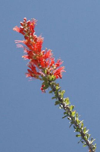 Octillo bloom
