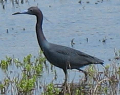 Little Blue Heron