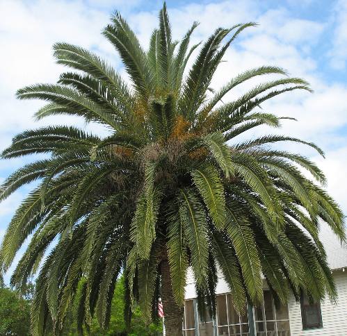 Canary Island date palm