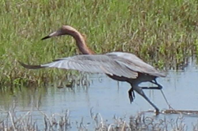 Reddish egret