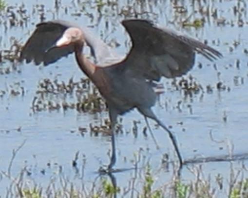 Reddish egret