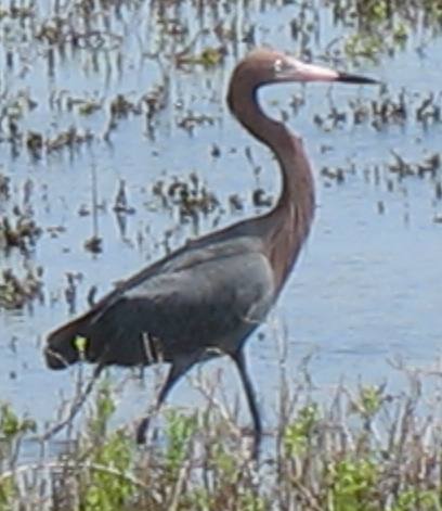 Reddish egret