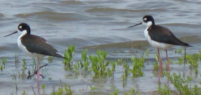 Black neck stilts