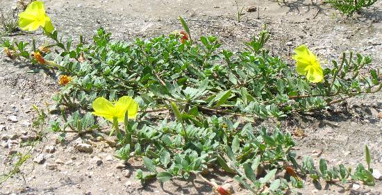 Yellow beach vine on dunes at Matagorda beach