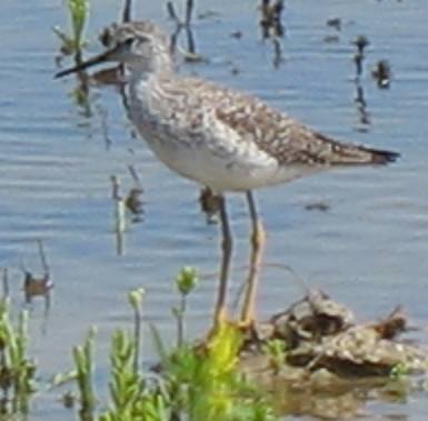 Yellow legs