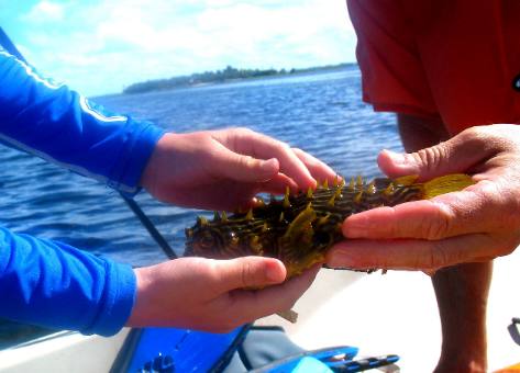 St Joe Bay puffer fish