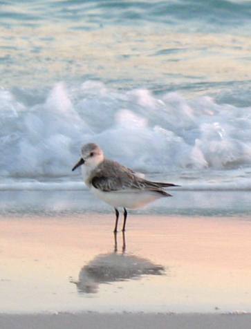 Henderson Beach State Park is an ideal place for photographers
