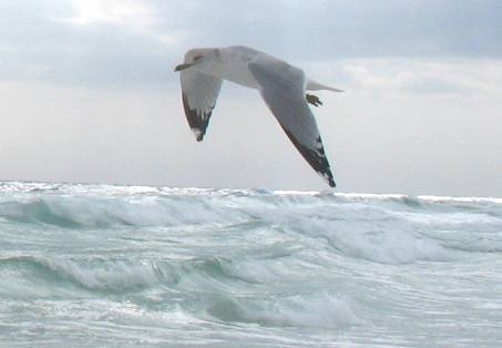 Sea gull flying into the stiff wind at Henderson Beach State Park