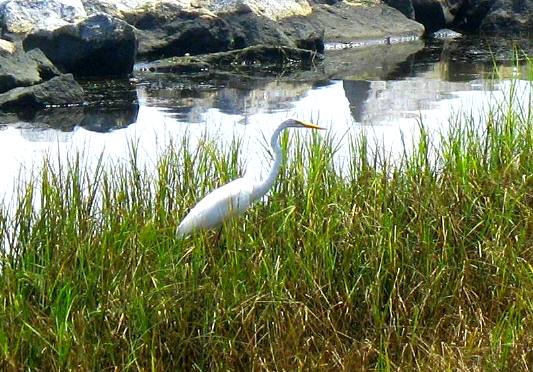 Great Egret St Andrews State Park