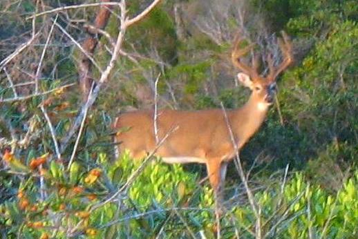 Trophy buck st andrews state park