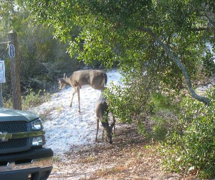 Deer in Campground St Andrews State Park