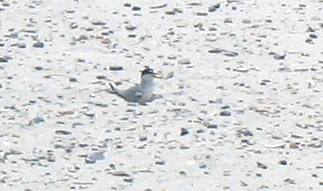 Least Tern Camp Helen State Park