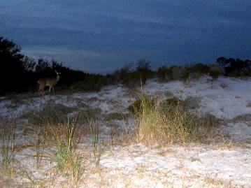 Deer in St Andrews State Park
