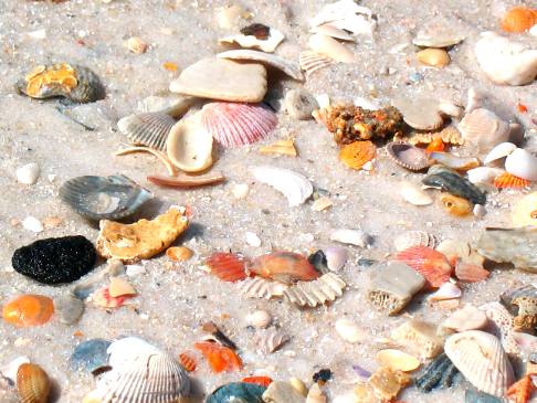 shelling on the beach at St Andrews State Park