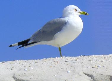 Ring Bill Gull